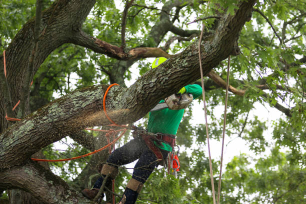 Best Firewood Processing and Delivery  in Eldorado, TX