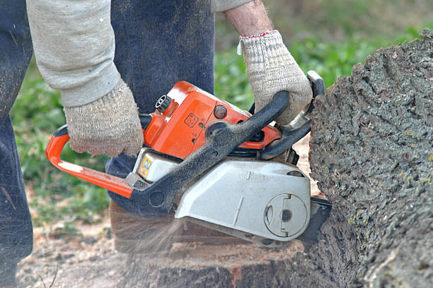 Reliable Eldorado, TX Tree Removal Services Solutions