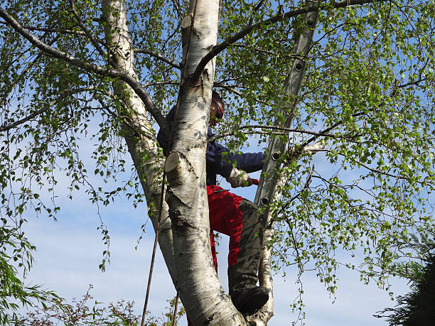 Best Tree Preservation Services  in Eldorado, TX