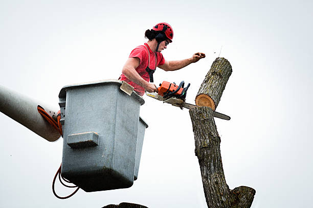 Best Tree Removal  in Eldorado, TX