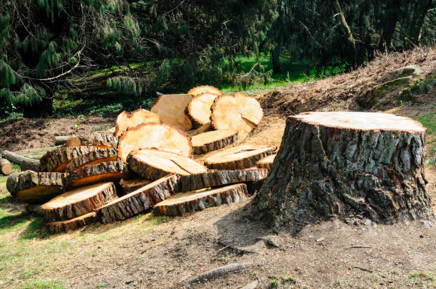 How Our Tree Care Process Works  in  Eldorado, TX